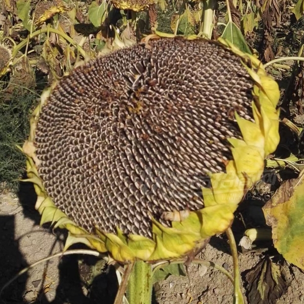 ྐྵӿʳʳƷ70˴װƷͼ